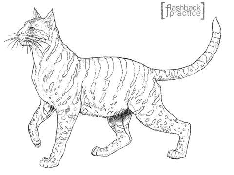 Andean Mountain Wildcat Coloring Page